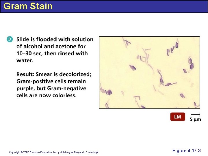 Gram Stain Copyright © 2007 Pearson Education, Inc. publishing as Benjamin Cummings Figure 4.