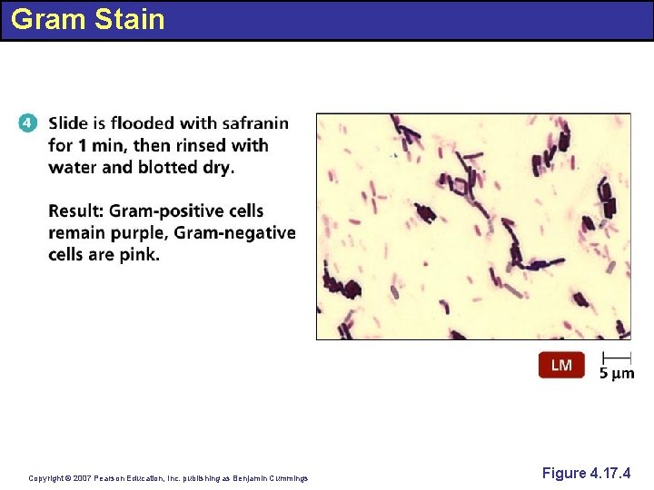 Gram Stain Copyright © 2007 Pearson Education, Inc. publishing as Benjamin Cummings Figure 4.
