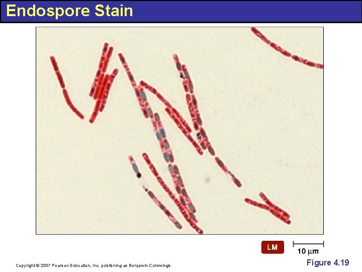 Endospore Stain Copyright © 2007 Pearson Education, Inc. publishing as Benjamin Cummings Figure 4.