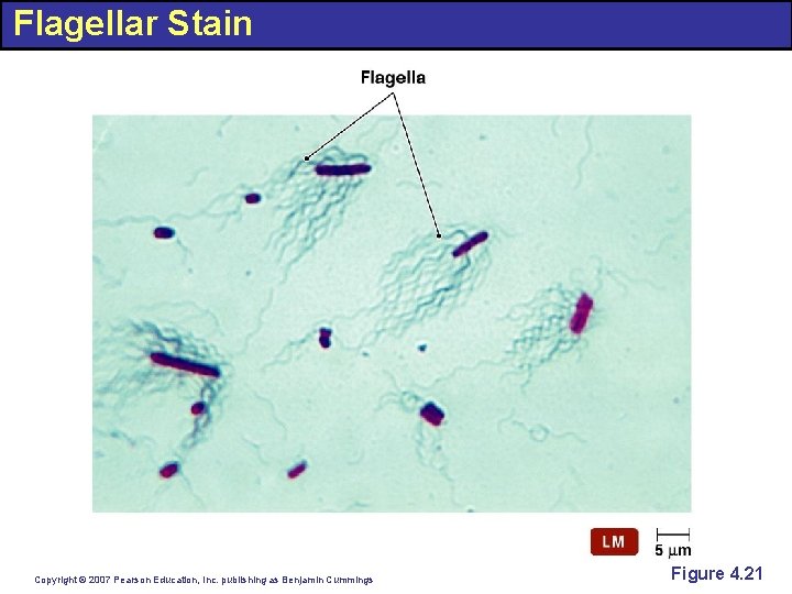 Flagellar Stain Copyright © 2007 Pearson Education, Inc. publishing as Benjamin Cummings Figure 4.