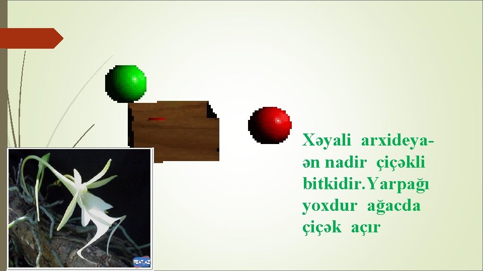 Xəyali arxideyaən nadir çiçəkli bitkidir. Yarpağı yoxdur ağacda çiçək açır 