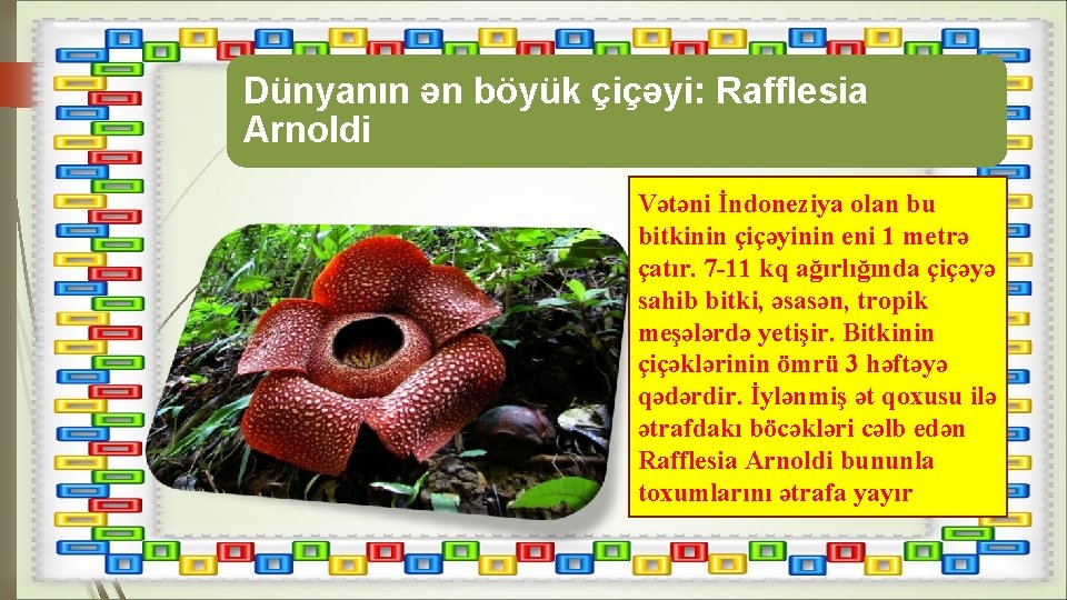 Dünyanın ən böyük çiçəyi: Rafflesia Arnoldi Vətəni İndoneziya olan bu bitkinin çiçəyinin eni 1