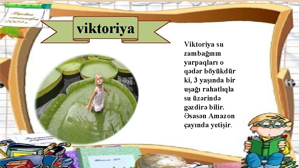 viktoriya Viktoriya su zambağının yarpaqları o qədər böyükdür ki, 3 yaşında bir uşağı rahatlıqla