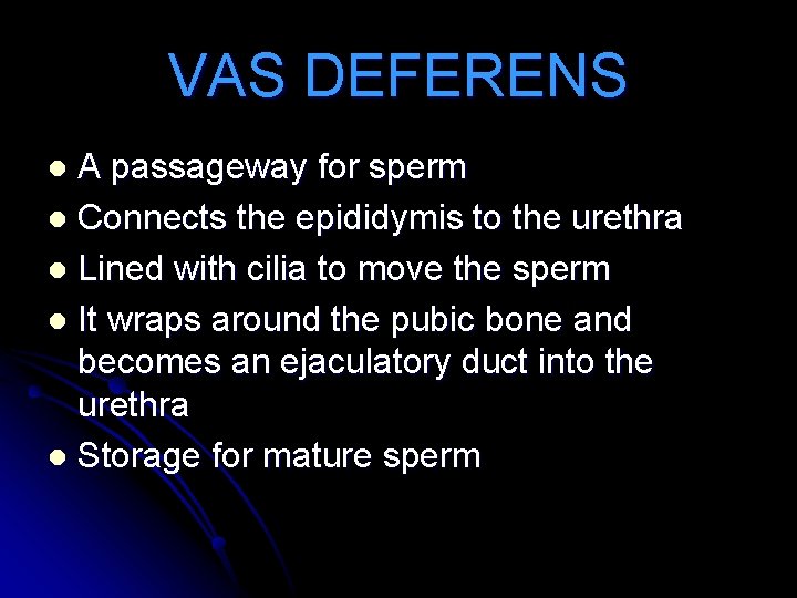 VAS DEFERENS A passageway for sperm l Connects the epididymis to the urethra l