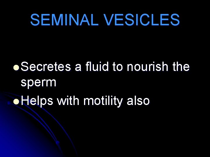 SEMINAL VESICLES l Secretes a fluid to nourish the sperm l Helps with motility