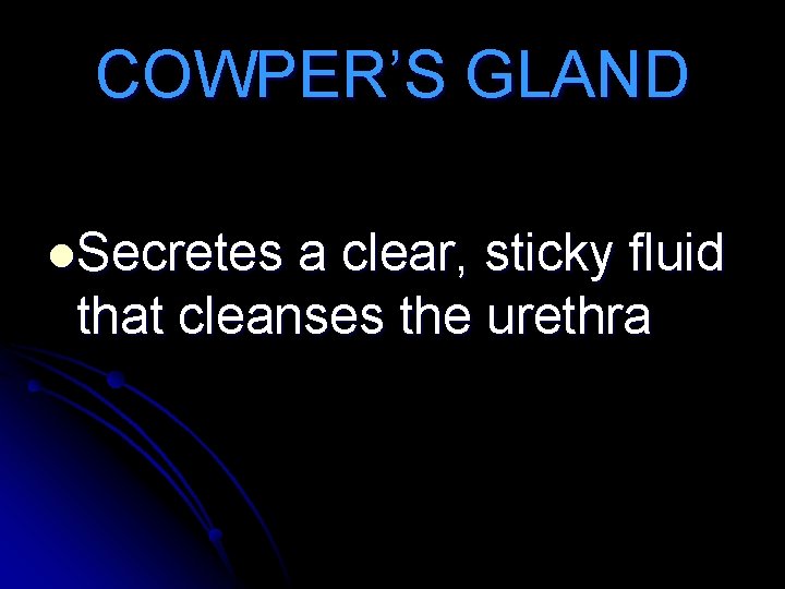 COWPER’S GLAND l. Secretes a clear, sticky fluid that cleanses the urethra 
