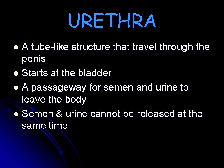 URETHRA A tube-like structure that travel through the penis l Starts at the bladder