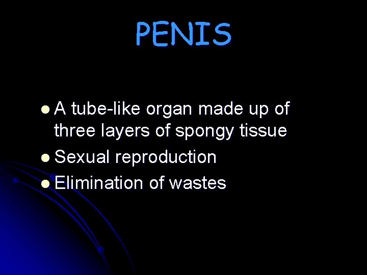 PENIS l. A tube-like organ made up of three layers of spongy tissue l