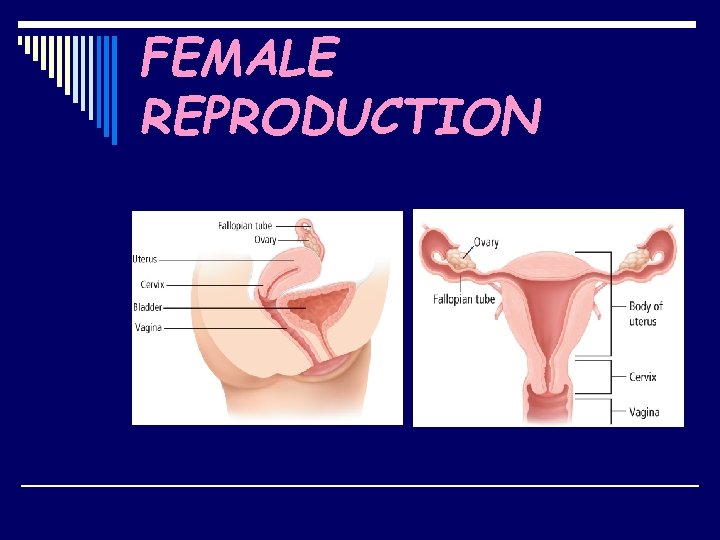 FEMALE REPRODUCTION 