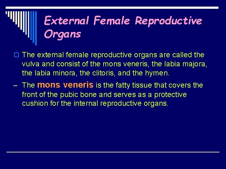 External Female Reproductive Organs o The external female reproductive organs are called the vulva