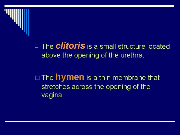 – The clitoris is a small structure located above the opening of the urethra.