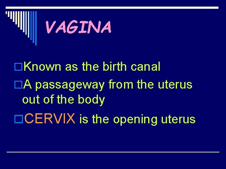 VAGINA o. Known as the birth canal o. A passageway from the uterus out