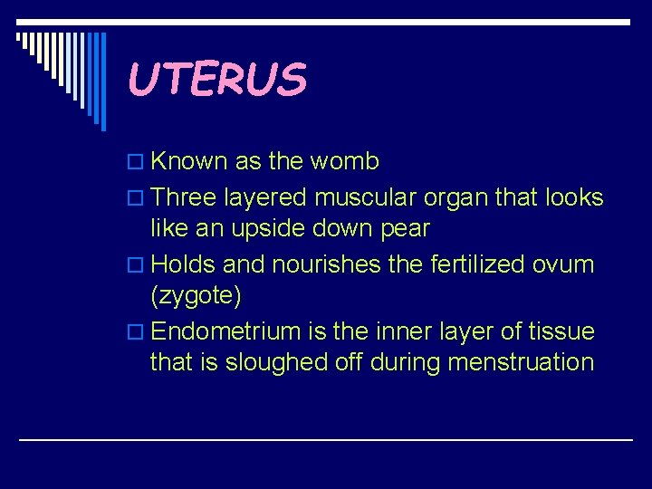 UTERUS o Known as the womb o Three layered muscular organ that looks like