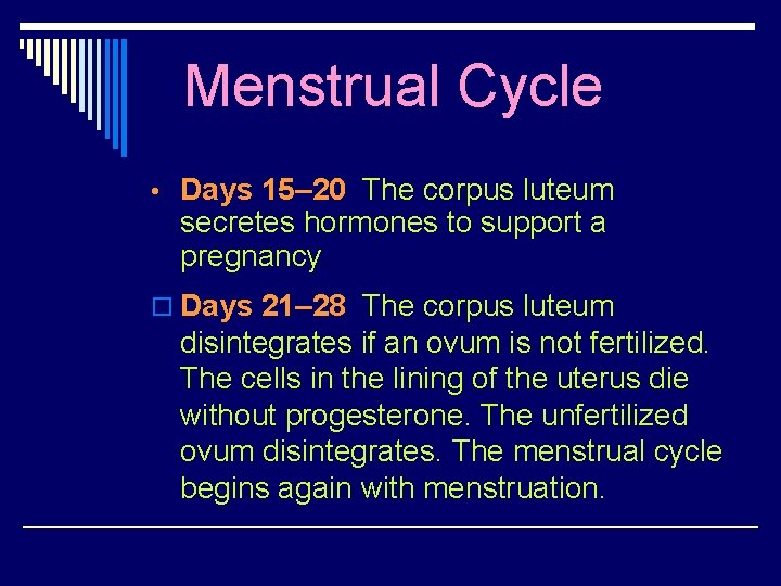 Menstrual Cycle • Days 15– 20 The corpus luteum secretes hormones to support a