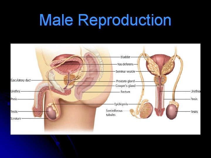 Male Reproduction 