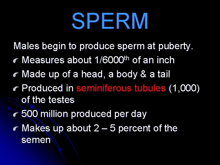 SPERM Males begin to produce sperm at puberty. Measures about 1/6000 th of an