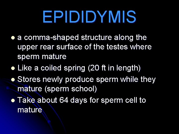 EPIDIDYMIS a comma-shaped structure along the upper rear surface of the testes where sperm