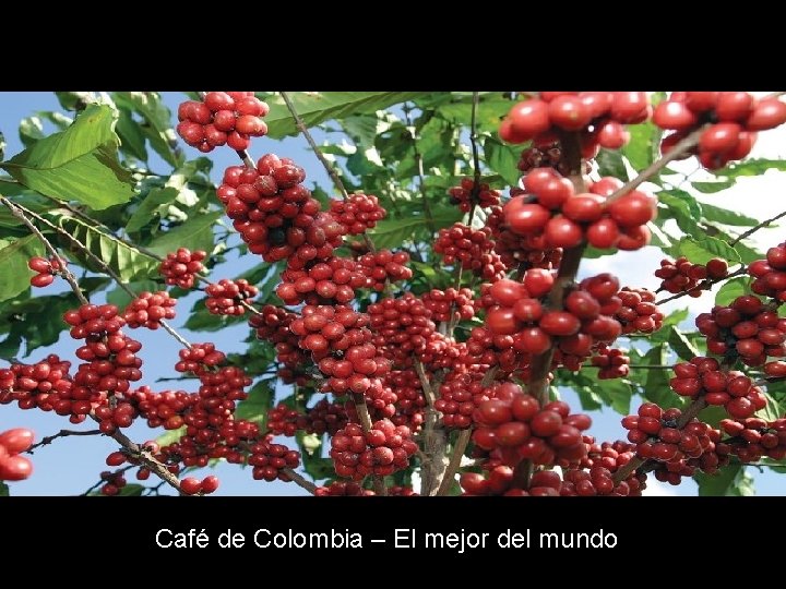 Café de Colombia – El mejor del mundo 