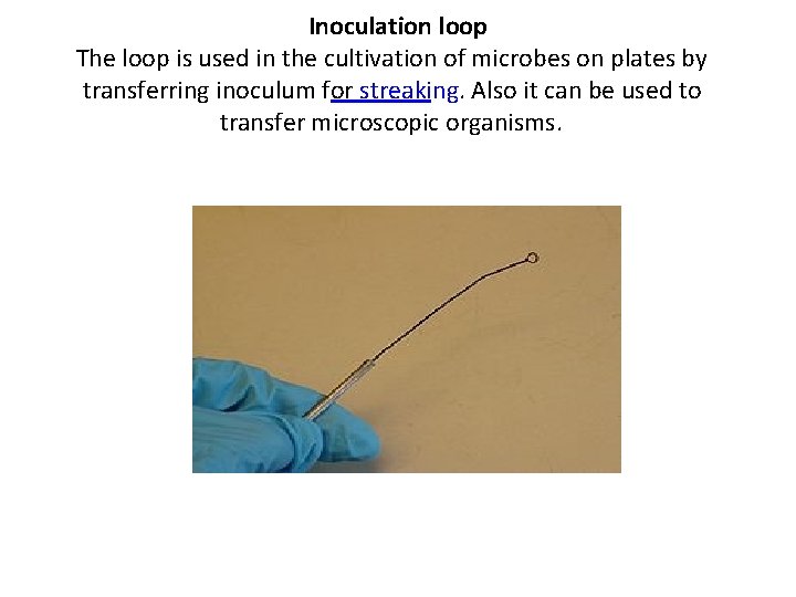 Inoculation loop The loop is used in the cultivation of microbes on plates by