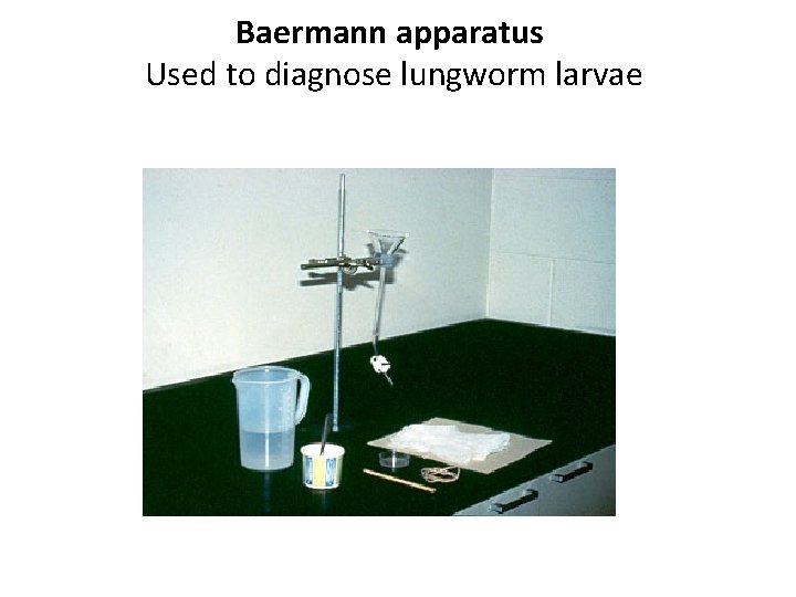 Baermann apparatus Used to diagnose lungworm larvae 