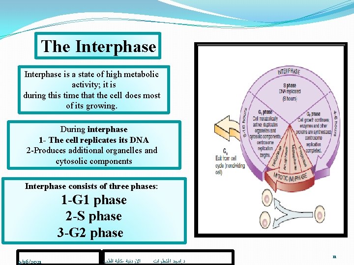 The Interphase is a state of high metabolic activity; it is during this time