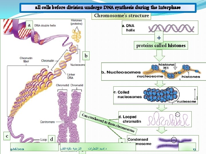 all cells before division undergo DNA synthesis during the Interphase Chromosome's structure a +