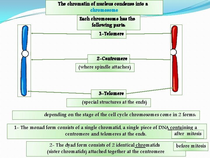 The chromatin of nucleus condense into a chromosome Each chromosome has the following parts: