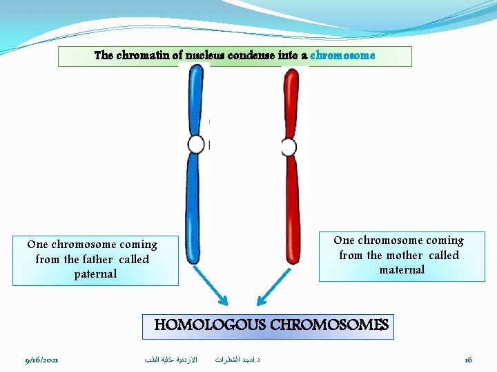 The chromatin of nucleus condense into a chromosome One chromosome coming from the mother