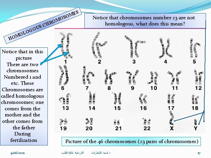 S E M O OS S OU M RO CH Notice that chromosomes number