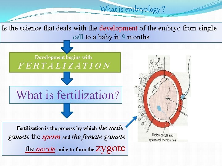 What is embryology ? Is the science that deals with the development of the