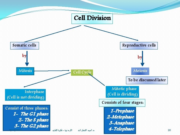 Cell Division Somatic cells Reproductive cells by by Mitosis Cell Cycle Meiosis To be