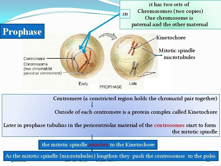 it has two sets of Chromosomes (two copies) 2 n One chromosome is paternal