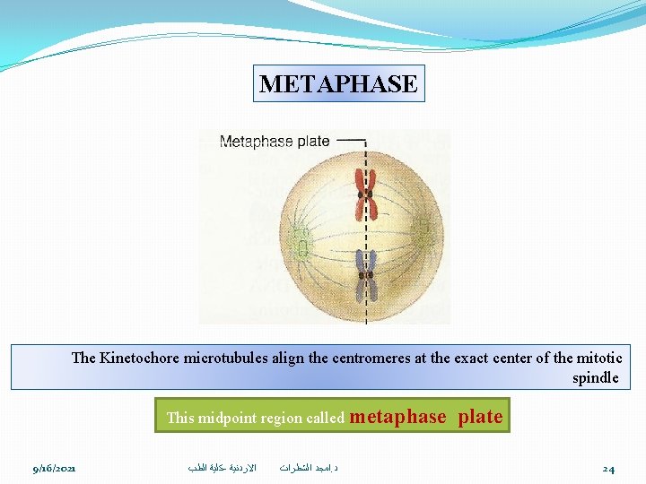 METAPHASE The Kinetochore microtubules align the centromeres at the exact center of the mitotic