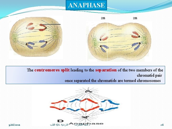 ANAPHASE 2 n 2 n The centromeres split leading to the separation of the