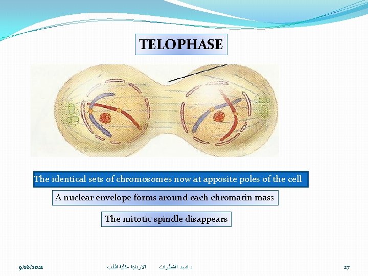 TELOPHASE The identical sets of chromosomes now at apposite poles of the cell A