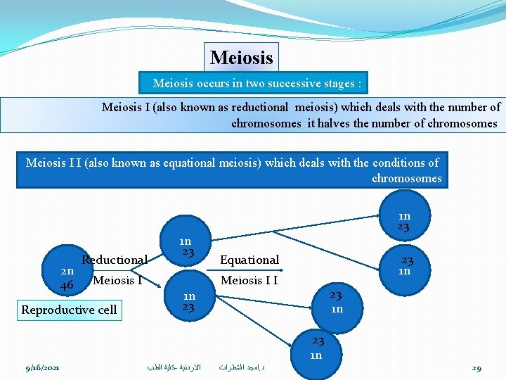 Meiosis occurs in two successive stages : Meiosis Ι (also known as reductional meiosis)