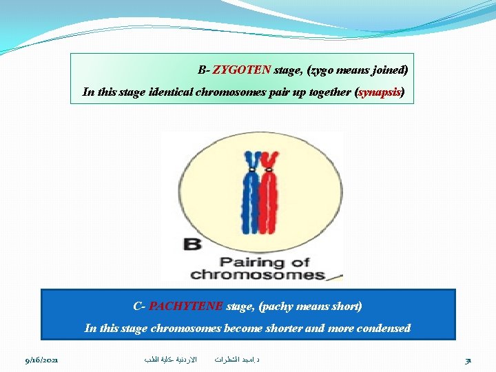 B- ZYGOTEN stage, (zygo means joined) In this stage identical chromosomes pair up together