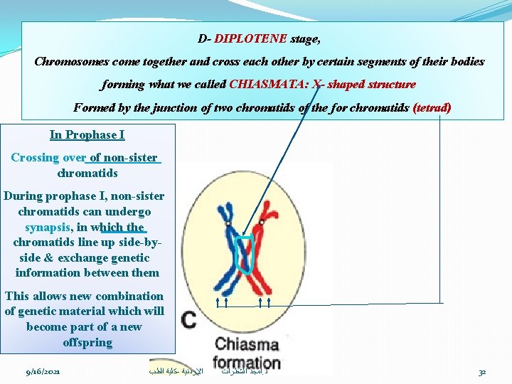 D- DIPLOTENE stage, Chromosomes come together and cross each other by certain segments of