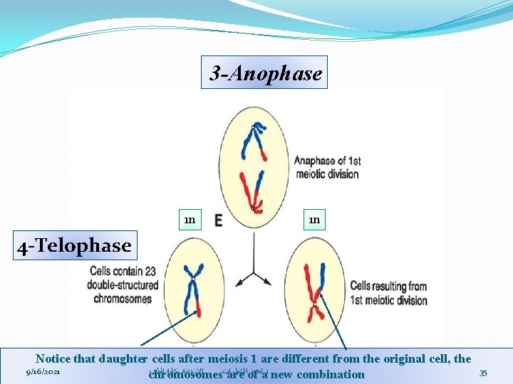 3 -Anophase 1 n 1 n 4 -Telophase Notice that daughter cells after meiosis