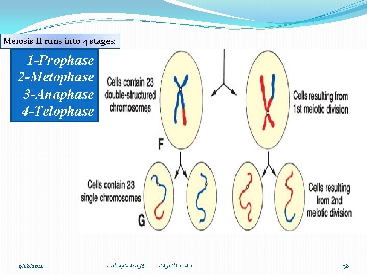 Meiosis II runs into 4 stages: 1 -Prophase 2 -Metophase 3 -Anaphase 4 -Telophase