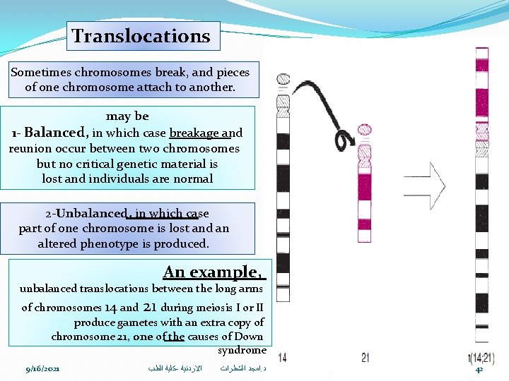 Translocations Sometimes chromosomes break, and pieces of one chromosome attach to another. may be