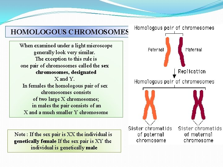 HOMOLOGOUS CHROMOSOMES When examined under a light microscope generally look very similar. The exception