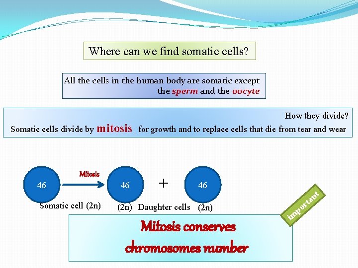 Where can we find somatic cells? All the cells in the human body are