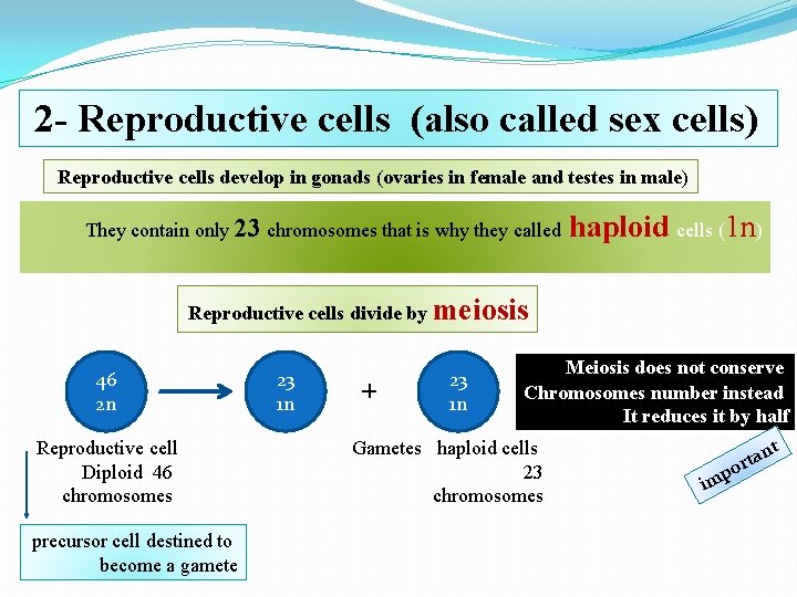 2 - Reproductive cells (also called sex cells) Reproductive cells develop in gonads (ovaries