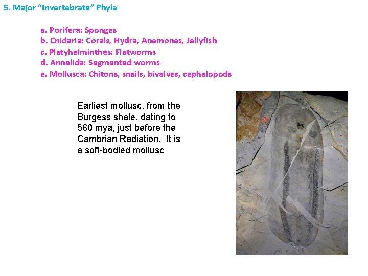 5. Major “Invertebrate” Phyla a. Porifera: Sponges b. Cnidaria: Corals, Hydra, Anemones, Jellyfish c.