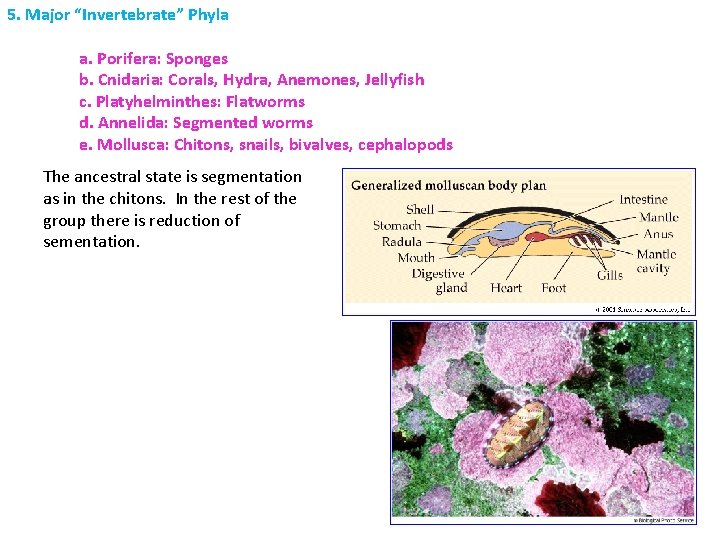 5. Major “Invertebrate” Phyla a. Porifera: Sponges b. Cnidaria: Corals, Hydra, Anemones, Jellyfish c.