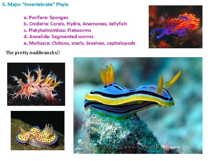 5. Major “Invertebrate” Phyla a. Porifera: Sponges b. Cnidaria: Corals, Hydra, Anemones, Jellyfish c.