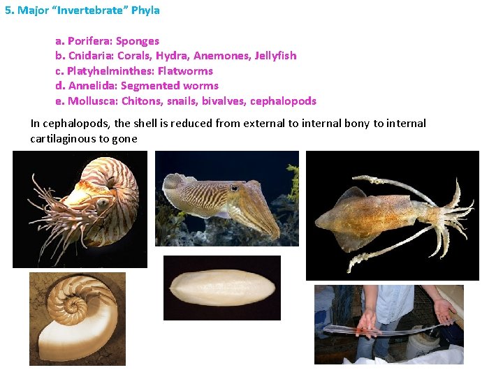 5. Major “Invertebrate” Phyla a. Porifera: Sponges b. Cnidaria: Corals, Hydra, Anemones, Jellyfish c.