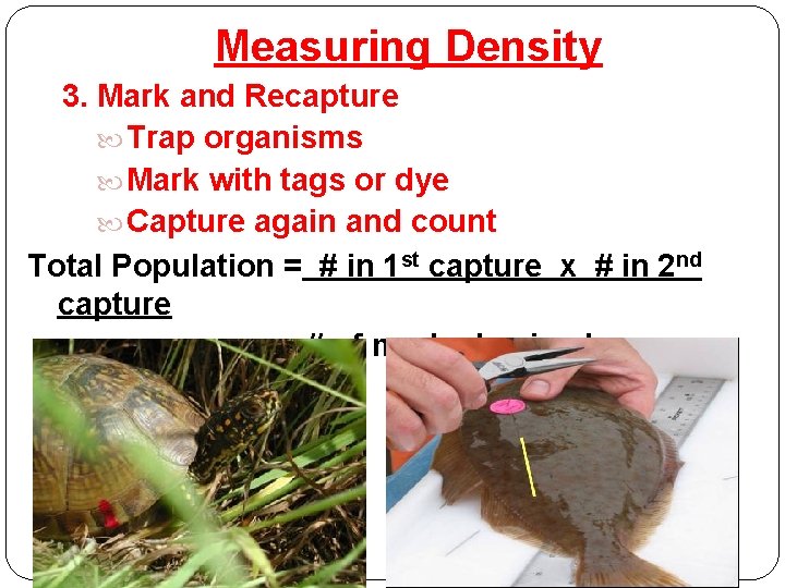 Measuring Density 3. Mark and Recapture Trap organisms Mark with tags or dye Capture