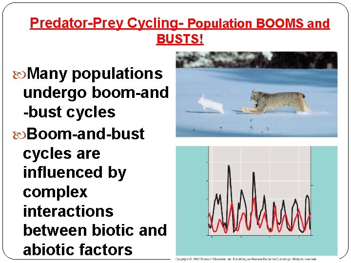 Predator-Prey Cycling- Population BOOMS and BUSTS! Many populations undergo boom-and -bust cycles Boom-and-bust cycles